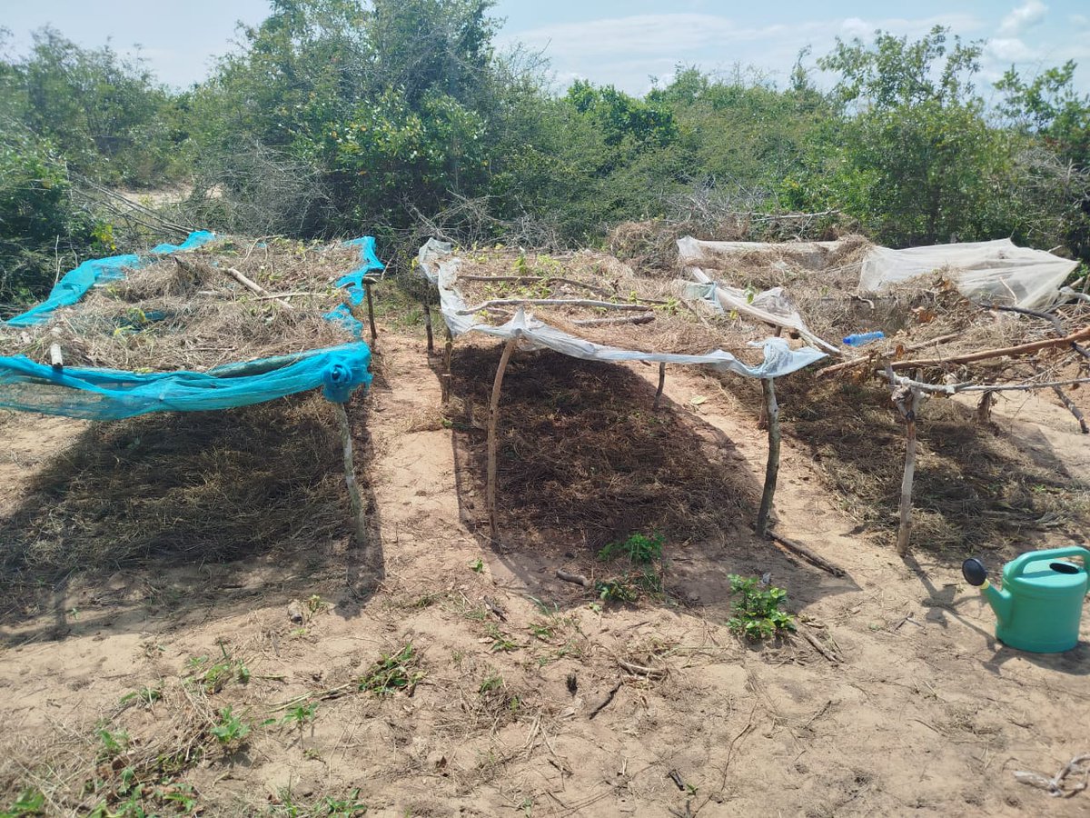 In Bamba, Mau Agroecology Model Farm &amp; Tumaini Young Women Farm are thriving!
Thanks to support from Kilifi Citizens Forum through the SPAII project, young women are gaining agroecology skills &amp; setting up model farms.
#YouthInAgroecology #WomenInFarming