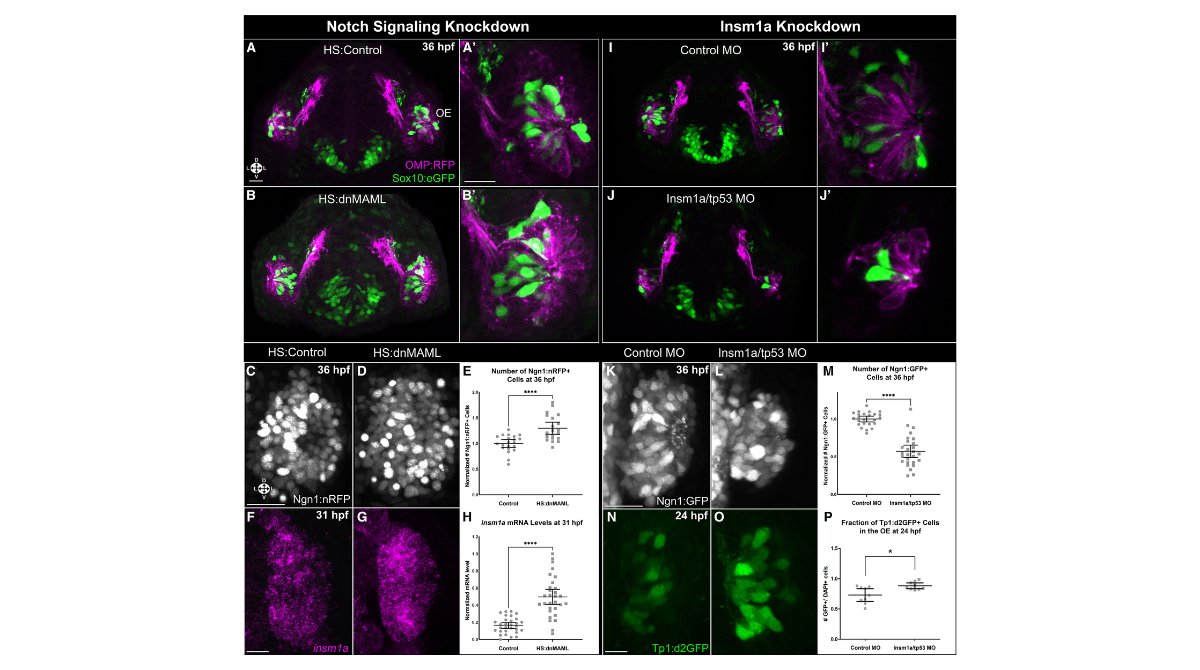 stemcellreports's tweet image. Online now! Progenitor neighborhoods function as transient niches to sustain olfactory #neurogenesis via Notch/Insm1a signaling. #neuralstemcell #organogenesis #developmentalbiology ow.ly/4KJa50WlHVt
@UABCDIB @uabmedicine @UIC_BioS @thisisUIC @ONealCancerUAB @ISSCR