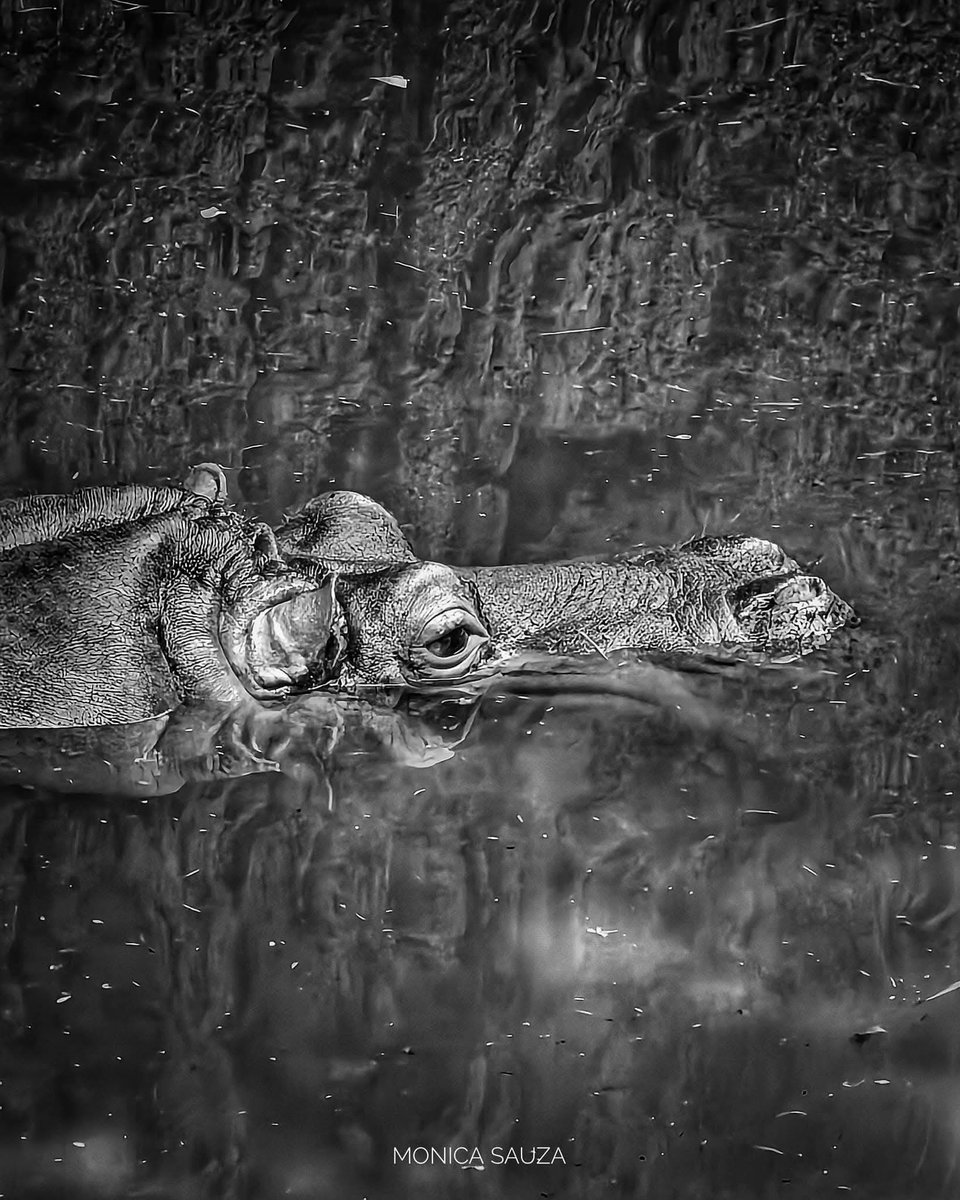 mosave_87's tweet image. La mayor declaración de amor es la que no se hace; el hombre que siente mucho, habla poco.
Platón

📷 IG: monicasauza

#cdmx #chapultepec #zoologicodechapultepec #hipopotamo #bnwphoto