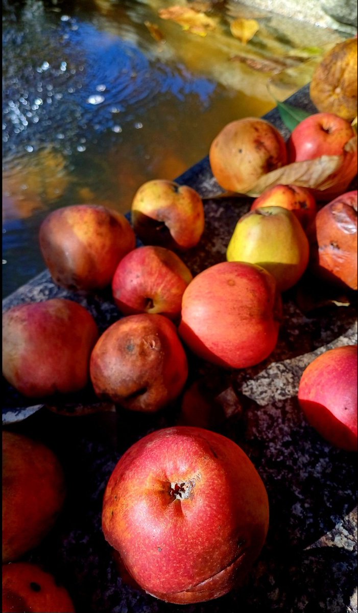 MeuRecuncho's tweet image. El sol era un melón, la tarde una sandía y la vida, la vida una pura gana de morder y morder manzanas.
Juan Cunha.