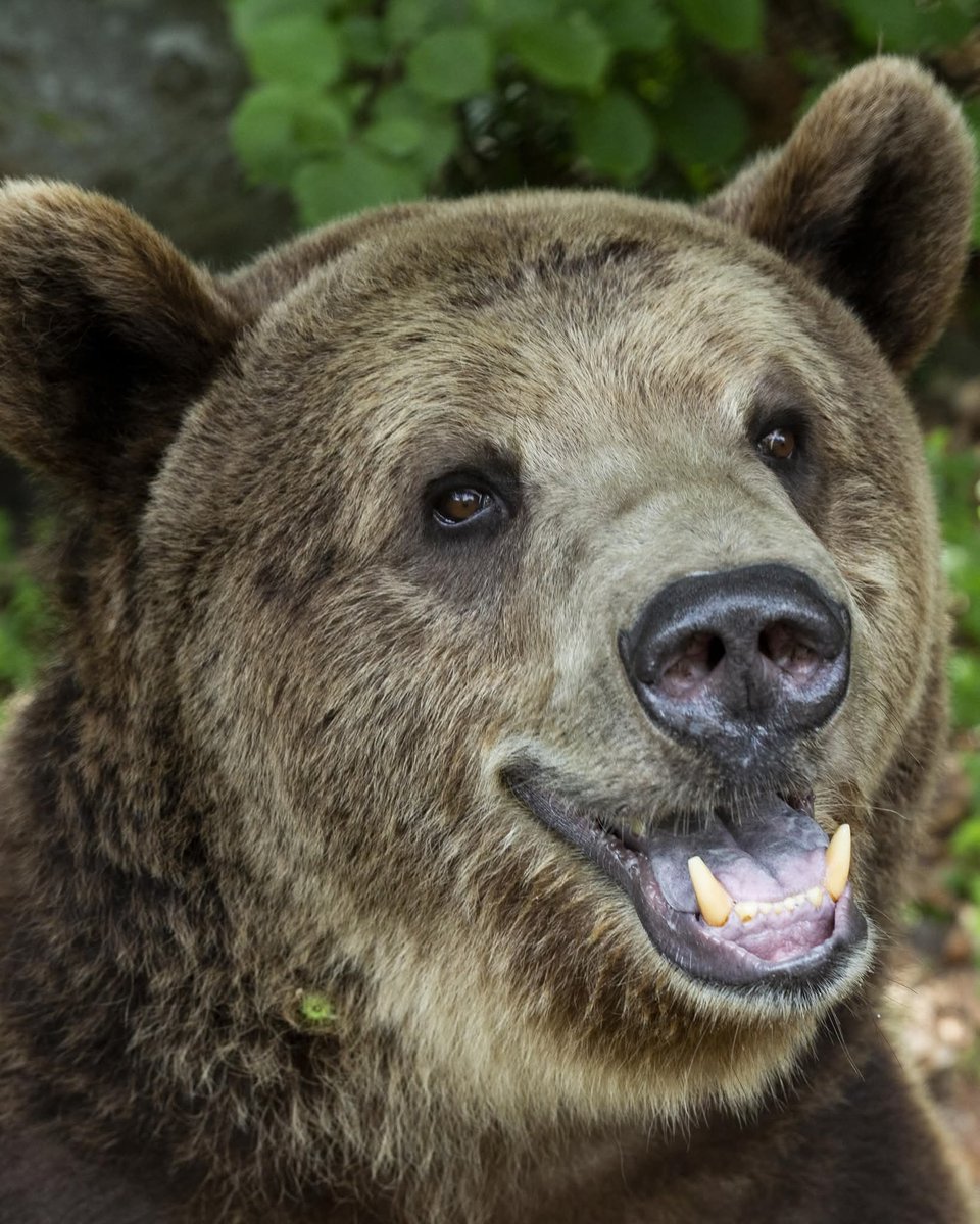 ВАЖНО❗️
Достъпът с кола до парка на 11 юли, 12 юли и 13 юли (петък, събота и неделя), Е ВЪЗМОЖЕН.
Очакваме Ви!

IMPORTANT ANNOUNCEMENT❗️
Access to the sanctuary on 11th July, 12th July and 13th July, (Friday, Saturday and Sunday) IS POSSIBLE by cars.
We cannot wait to see you!
