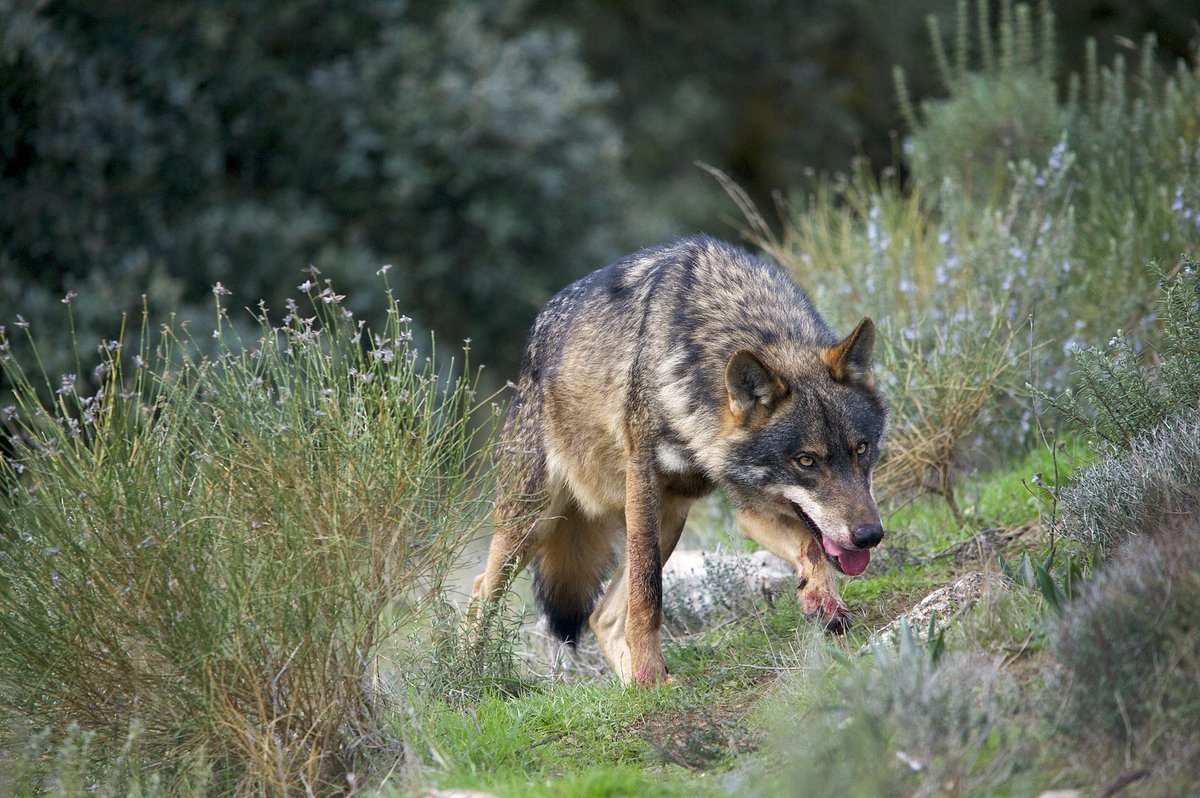 RaulGarrobo's tweet image. Lugar: la montaña Cantábrica. He subido al pico Runción y ahora toca reponer fuerzas en un bar rural. Los comensales hablan de cómo el lobo se les lleva el ganado. En cuanto intento introducir una interpretación holística, los lugareños, irritados, me enseñan el colmillo.