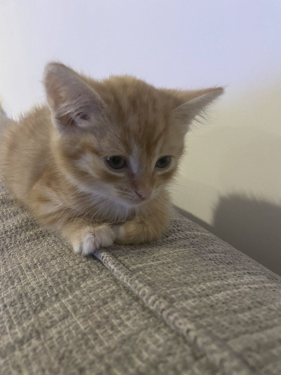 Just a lil lion cub chilling on the sofa 🛋️…  🦁 roarrrr!! 
Happy #ThrowbackThursday pals…. 
Love #bossTeddy 👋😻❤️🌹☀️💐🌼🪴🌞😜🐾

#CatsOfTwitter #fluffyfursday #fursday #thursdayvibes #ThursdayMotivation