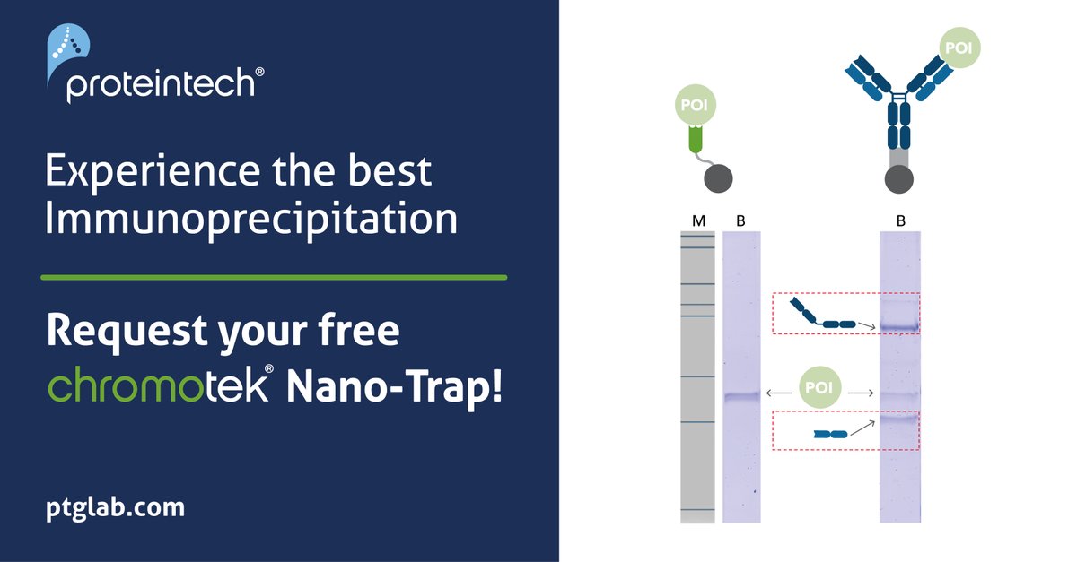 Proteintech's tweet image. Trouble with immunoprecipitation?
Try these:
• High protein concentration
• Pick high-affinity antibodies
• Shorten wash time
• Use validated matrices
• Reduce buffer volume
Read blog: ow.ly/xtqI50Wnxqn
Claim a free Nano-Trap sample!
#IPtips #Proteintech