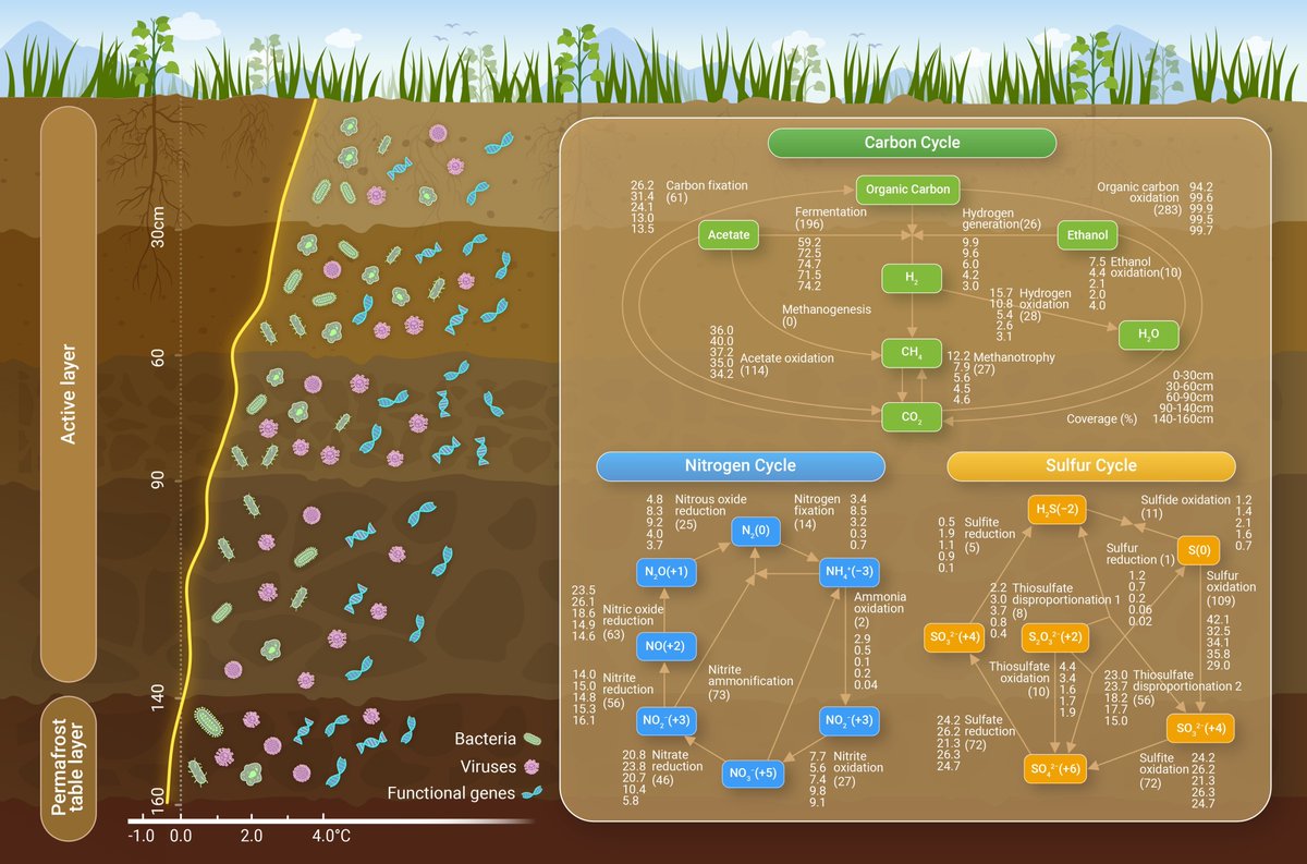 Depth-related microbial communities and functional genes in alpine permafrost. Read more doi.org/10.59717/j.xin…
#LifeSciences #life #TIC2025