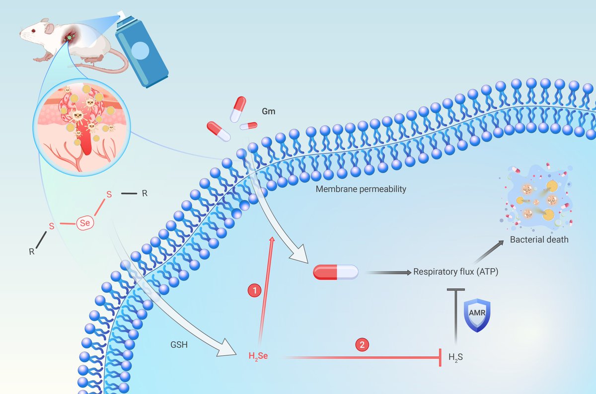 S-Se-S type molecule: A bactericidal promoter against H2S-induced antibiotic resistance. Read more doi.org/10.59717/j.xin…
#LifeSciences #Science #TIC2025