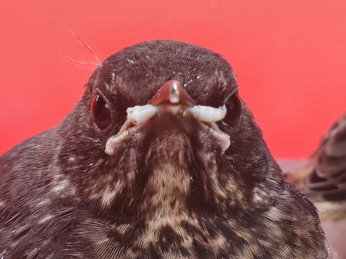 Tsja... 🤣

Daar zit de merel dan zo met zijn pinkie 🤦

#voedermoeder