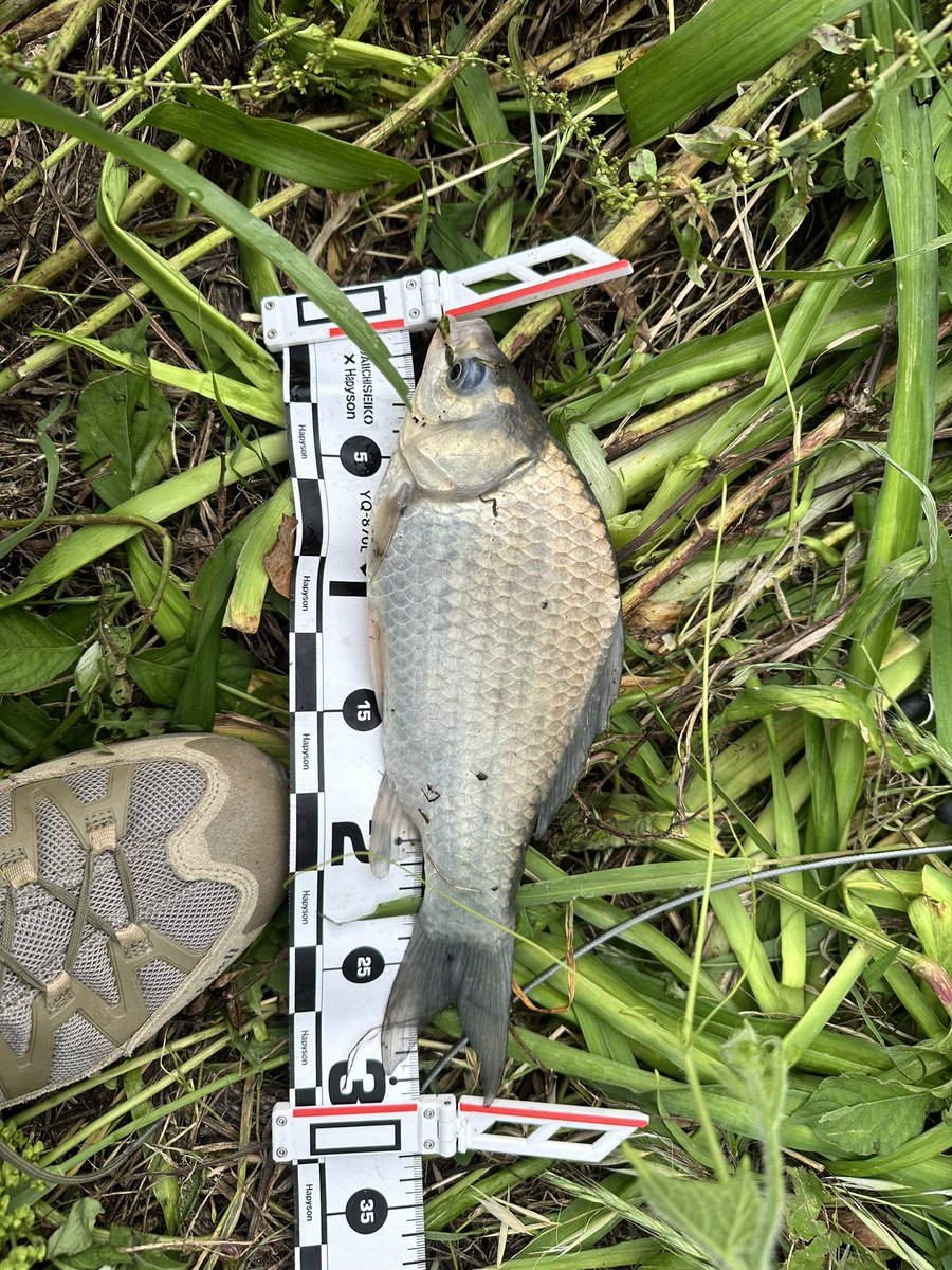 sumida_fishing's tweet photo. びん沼でヘラブナ
途中ラインが巨ベラにひちぎられました https://t.co/TZeha62QTY