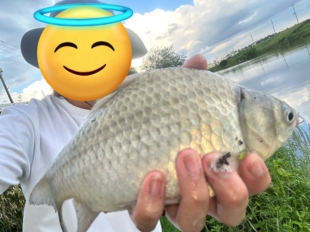 sumida_fishing's tweet photo. びん沼でヘラブナ
途中ラインが巨ベラにひちぎられました https://t.co/TZeha62QTY