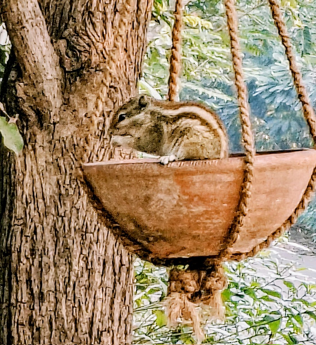 SDhanagare's tweet image. #theme_pic_India_Squirrel 
A flash of fur, a flick of the tail,
Grace in motion on the garden rail.
In every leap and playful twirl,
Lives the quiet beauty of a squirrel. 🐿️🍃 #Nature #SquirrelMagic 
@imatharvpatil19 
@OmkarsClicks 
@Theme_pic_India