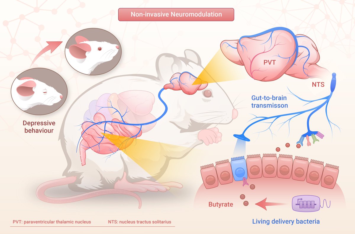 Gut-to-brain neuromodulation by synthetic butyrate-producing commensal bacteria. Read more doi.org/10.59717/j.xin…
#LifeSciences #Sciences #TIC2025