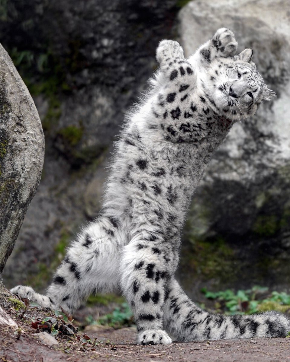 rikunow's tweet image. ダンシング
#ユキヒョウ