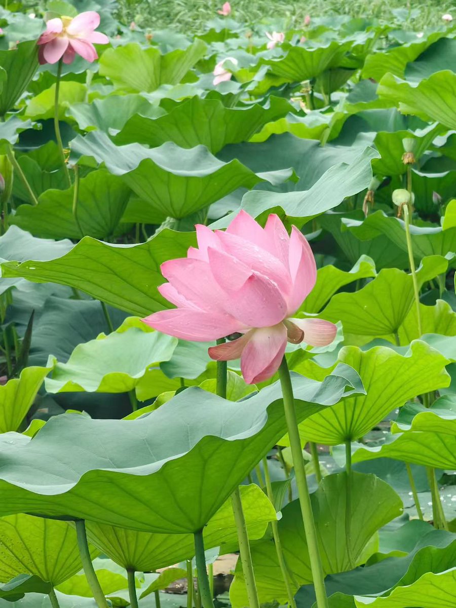 NadeemXu's tweet photo. The lotus flowers are in full bloom, glowing a vibrant red. https://t.co/gIPkET8ITk