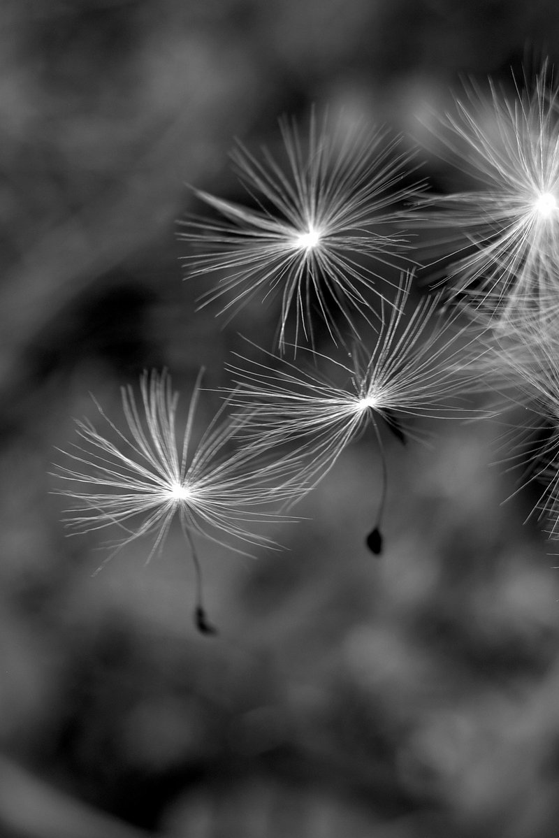 Samechan__17's tweet image. 優しい時間 2025 No186
Gentle Time
#優しい時間
#gentletime
#gr3
#モノクロ写真
#blackandwhitephotography
#白黒写真
#monochromephotography
#写真が好きな人と繋がりたい