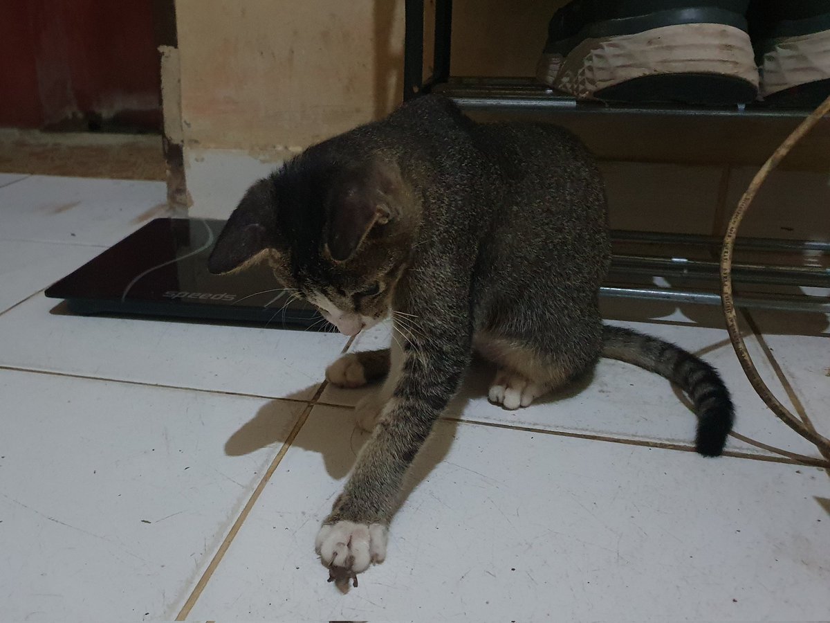 fagarjagafar's tweet photo. Kemarin dibawain kecoa, sekarang anak cicak. Besok duit 1M sekalian bisa ga, meng? https://t.co/sukmPGppU7