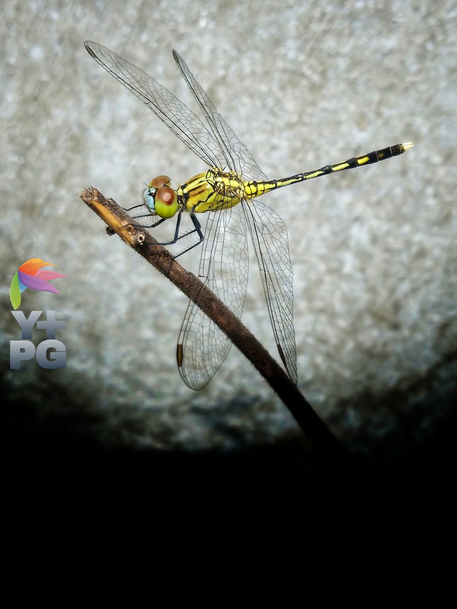 dragonflies are perched on dry twigs.

#photography #photo  #photograph #photooftheday #photographylovers #PhotographyIsArt #nature #naturelove #NatureIsAmazing #naturescenery #naturelover #macro #macrophotography