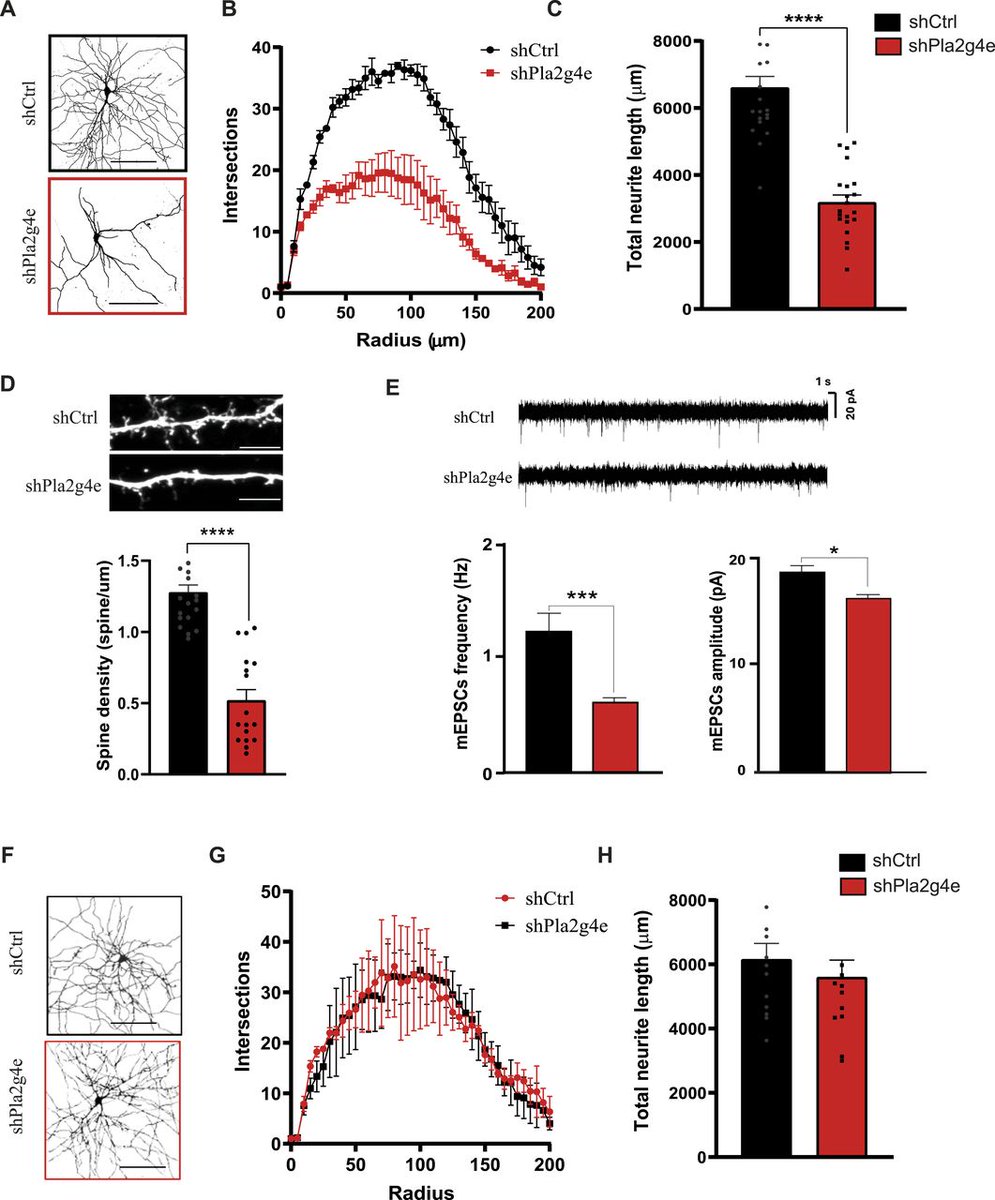 LSAjournal's tweet image. This study reveals PLA2G4E as a critical regulator of dendritic development, synaptic function, and memory, underscoring its physiological role in the brain. @Cima_unav life-science-alliance.org/content/8/9/e2…