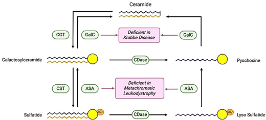 Portland Press (@pppublishing) on Twitter photo In this Biochemical Society Transactions mini-review, Grassi et al ask the question: how do different cell populations orchestrate myelin regeneration?doi.org/10.1042/BST202… In this Biochemical Society Transactions mini-review, Grassi et al ask the question: how do different cell populations orchestrate myelin regeneration?doi.org/10.1042/BST202…