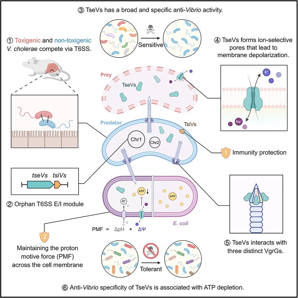 cellhostmicrobe's tweet image. Featured Article: Vibrio T6SS effector joins the competition:
Vibrio-specific T6SS effector, TseVs, selectively disrupts Vibrio bioenergetics while sparing non-target microbes via an immunity-independent mechanism.
cell.com/cell-host-micr…