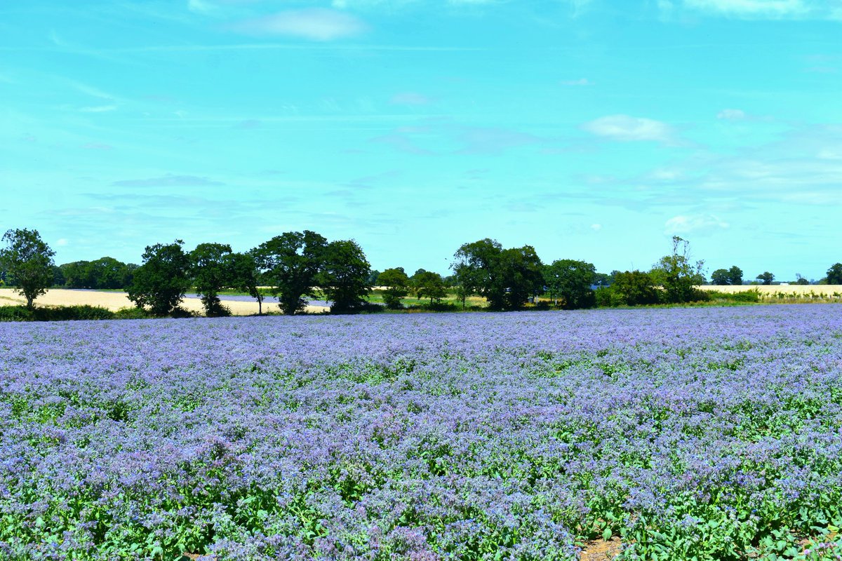 David Bridges (@dbridges64david) on Twitter photo Purple fields and crystal blue sky at Kenton in Suffolk this afternoon! <a href="/WeatherAisling/">Aisling Creevey</a> <a href="/ChrisPage90/">Chris Page - Weatherman</a> <a href="/itvweather/">ITV Weather</a> Purple fields and crystal blue sky at Kenton in Suffolk this afternoon! <a href="/WeatherAisling/">Aisling Creevey</a> <a href="/ChrisPage90/">Chris Page - Weatherman</a> <a href="/itvweather/">ITV Weather</a>