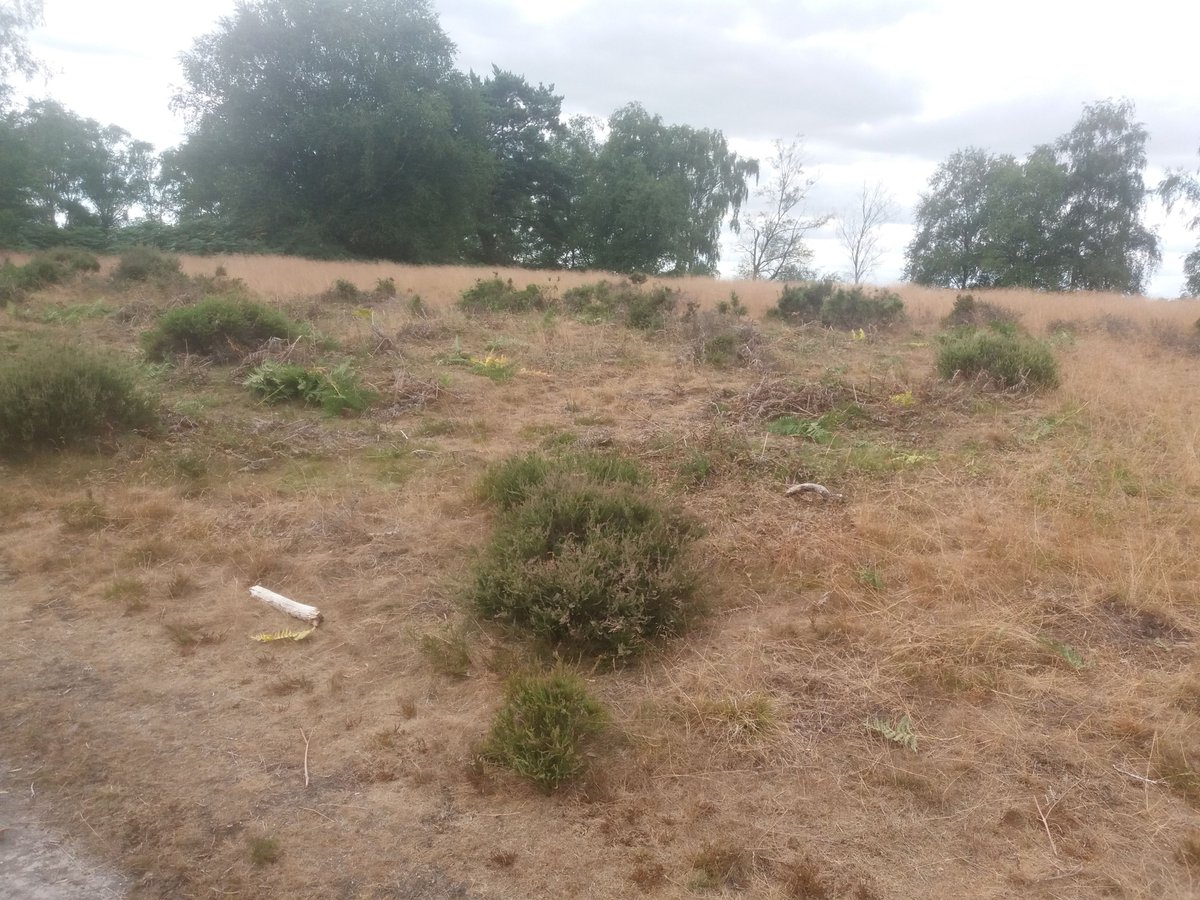 Our western #vols cleared half a hectare of #bracken from Rammamere Heath by hand. Bracken grows easily on our sandy acid soils - although we want some, too much inhibits growth of the #heather
Only 10 more hectares to go!
#heathland #conservation #volunteering #environment
