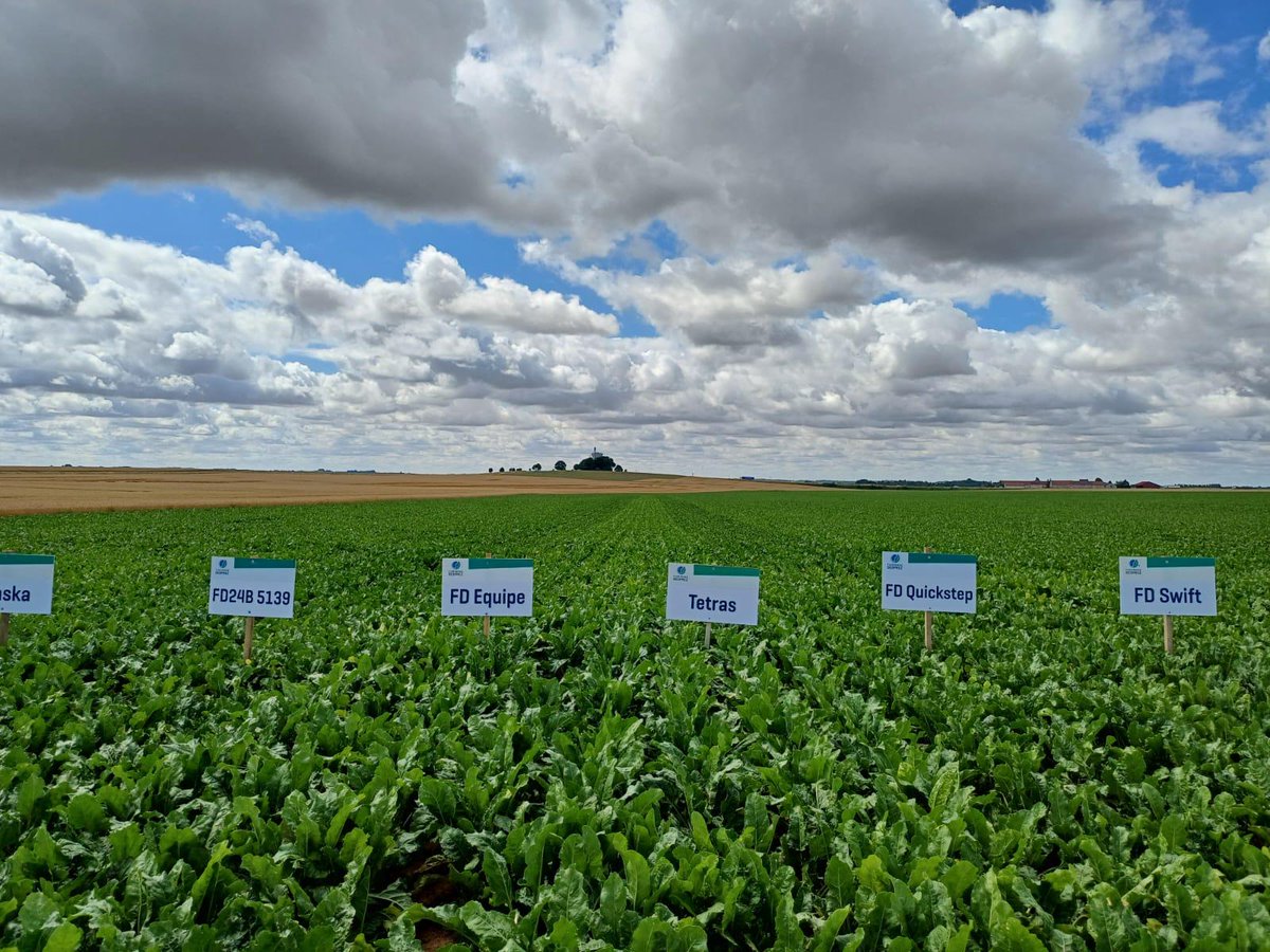 Merci pour votre présence au Champ de progrès à Bassevelle ! 🌱

Nos équipes ont eu plaisir à échanger avec vous autour de nos variétés de betteraves, chicorées et céréales, et à partager les dernières avancées de la sélection variétale.  😁