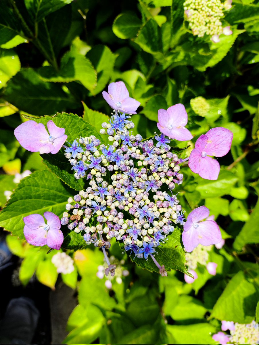咲き始めのガク紫陽花

おやすみなさい🍀✨✨✨