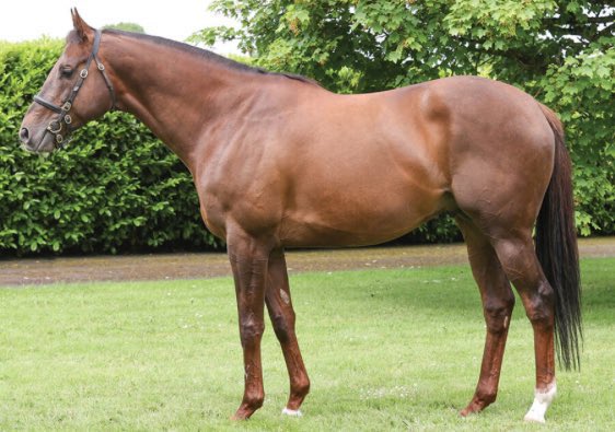 Lorna B (Shaman) notches up another win under Dale Swift <a href="/CarlisleRaces/">Carlisle Racecourse</a> for Trainer Seb Spencer in the colours of owner/breeder Phil Slater. Well done to all connections. 👏