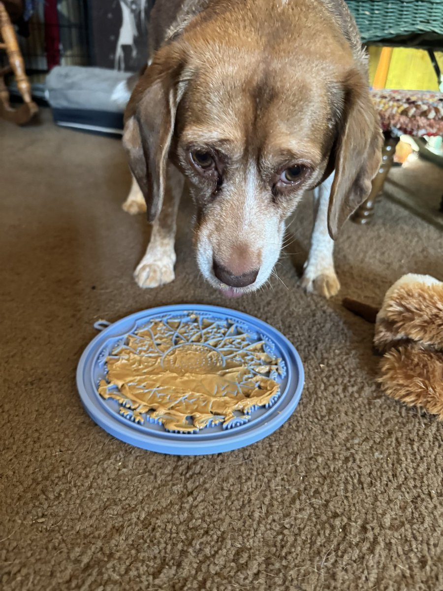 It took a long time for Mac to get over his peanut butter being presented to him on a lickymat. 
#beagle