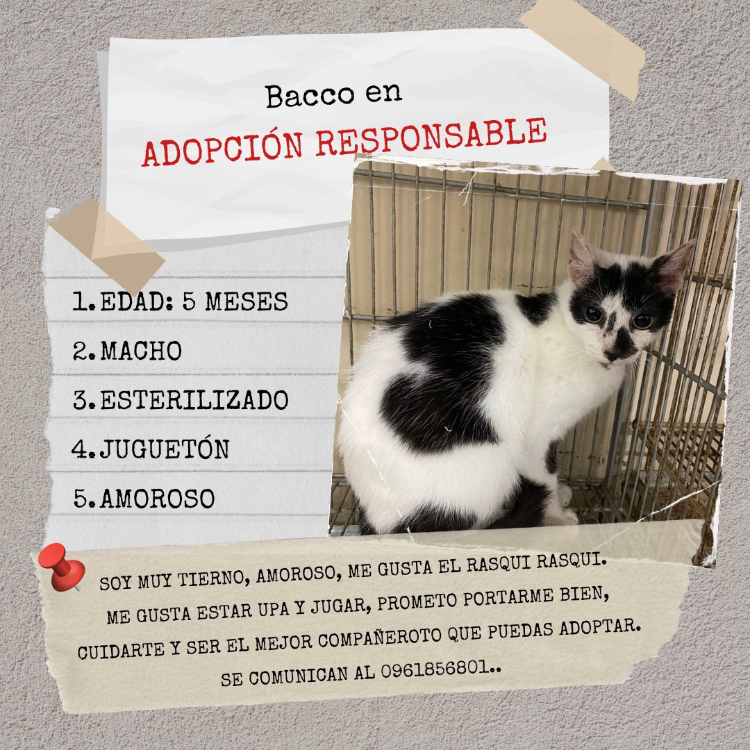 TiFaNiiii's tweet photo. Por Toby y Bacco no está entrando nada de nada y estamos acumulados 2 semanas.. sigan rt a full para conseguirles casita y así tener más espacio para seguir ayudando! 🙏❤️‍🩹
Cualquier monto suma y sirve para ellos tíoz! 🙏❤️‍🩹 https://t.co/b3941dP3WP