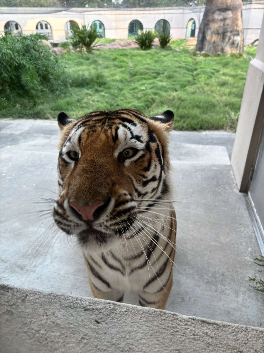 Mike VII (@mikethetiger) on Twitter photo I’ll have a goat’s milk popsicle and a frozen oxtail. To go, please. I’ll have a goat’s milk popsicle and a frozen oxtail. To go, please.