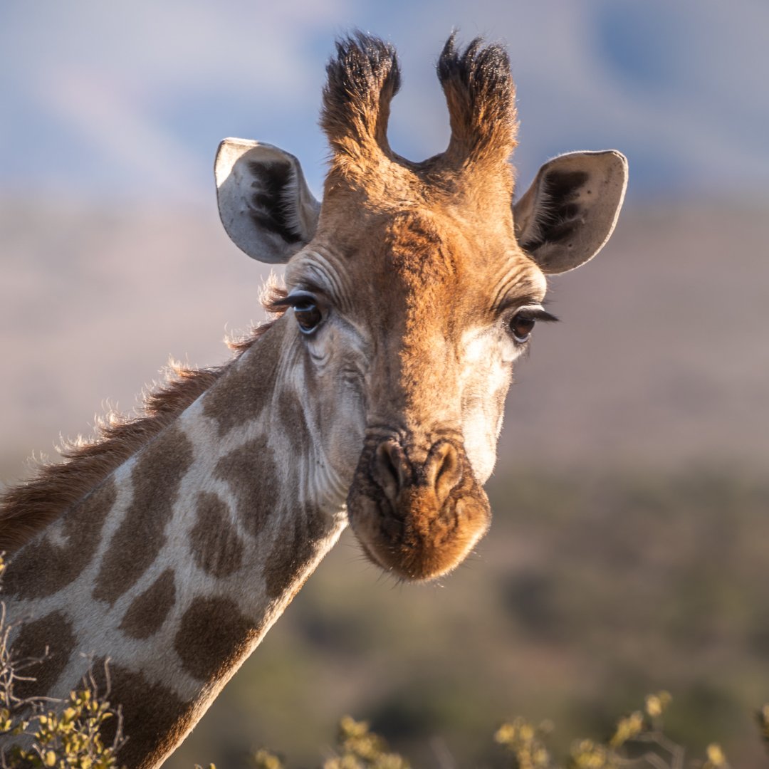 Giraffes face a silent extinction. These iconic animals have roamed Africa for millions of years. In 2023 alone, nearly 1,800 giraffe trophies were shipped worldwide. Today, fewer than 100,000 giraffes remain across Africa.

Read more:
dailymaverick.co.za/article/2025-0…

#BanTrophyHunting
