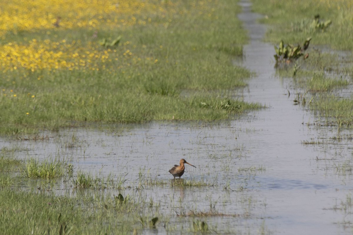 BoerenNatuur (@boerennatuurnl) on Twitter photo Minister Wiersma van <a href="/minlvvn/">Ministerie van LVVN</a> heeft op 4 juli een Kamerbrief gepubliceerd over Agrarisch Natuurbeheer. BoerenNatuur reageert positief, maar heeft ook enkele zorgpunten. Lees onze reactie: boerennatuur.nl/actueel/reacti… 🌱 #AgrarischNatuurbeheer #BoerenNatuur Minister Wiersma van <a href="/minlvvn/">Ministerie van LVVN</a> heeft op 4 juli een Kamerbrief gepubliceerd over Agrarisch Natuurbeheer. BoerenNatuur reageert positief, maar heeft ook enkele zorgpunten. Lees onze reactie: boerennatuur.nl/actueel/reacti… 🌱 #AgrarischNatuurbeheer #BoerenNatuur