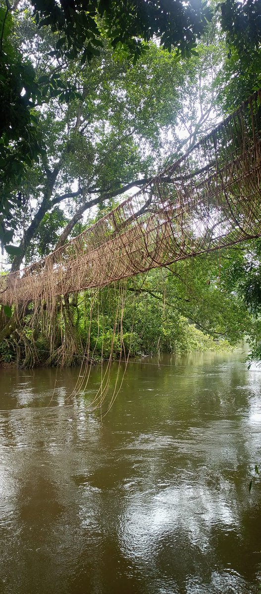 miketerungwa's tweet image. Will you try this? I did, during a field visit to Boki, Cross River State, Nigeria.
This handmade cane bridge, rebuilt every year at the start of the rainy season, is a powerful example of indigenous knowledge and resilience.
#ClimateResilience
Madrid Hostel Asue Morayo Tacha