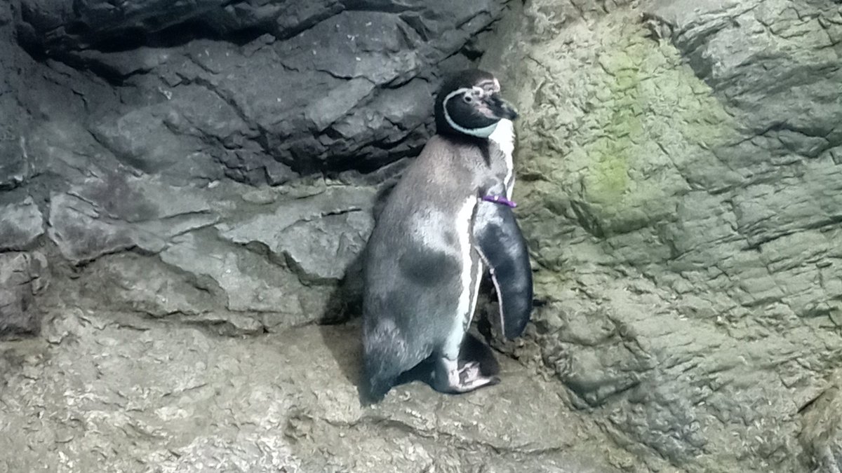 また登っていた紫黄黄くん｡
そこが好きなのかな?
#浅虫水族館