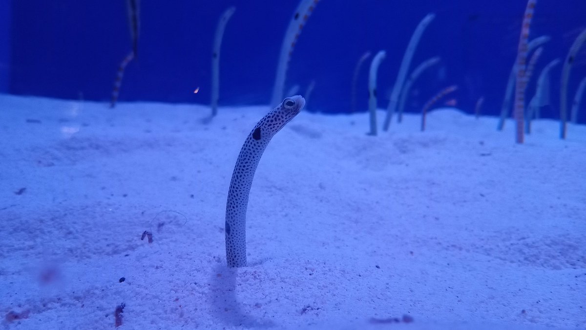 夏休みは混むだろうなぁ｡
また来ます!
#浅虫水族館