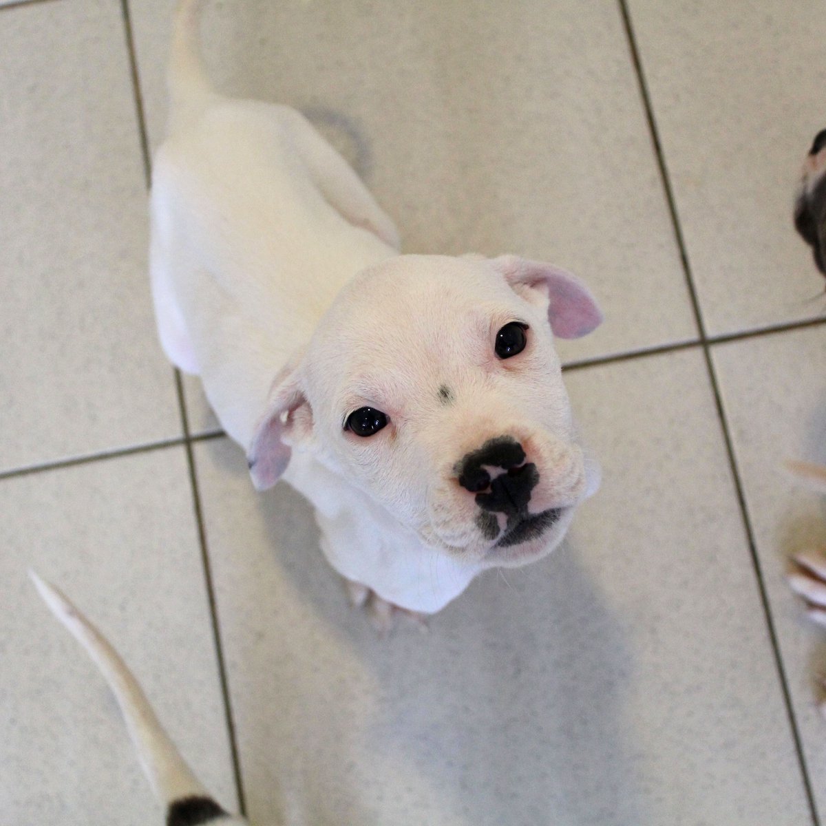 Dogs Trust 💛🐶 (@dogstrust) on Twitter photo Help us name these pups!
These are just two pups in a large litter who came to <a href="/DT_Glasgow/">Dogs Trust Glasgow</a> via another organisation from not the best conditions 😔💔
This little girl and boy are keen to hear your suggestions for names to help them with their fresh start 💛 Get commenting! Help us name these pups!
These are just two pups in a large litter who came to <a href="/DT_Glasgow/">Dogs Trust Glasgow</a> via another organisation from not the best conditions 😔💔
This little girl and boy are keen to hear your suggestions for names to help them with their fresh start 💛 Get commenting!