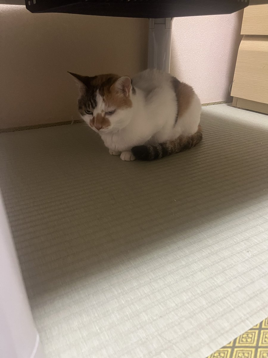 最近YouTubeなどからフォローしてくれた皆様
隠れメインコンテンツ私に絶対なつかない実家の猫ですよろしくどうぞ
#今日も嫌われてる