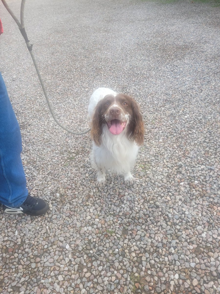 Had my 2nd physio session this week. The lady showed mum how to give me massages, i was very relaxed and fell asleep. Had my tiny human there supervising too. #Bubba #RoadToRecovery #SlippedDisc