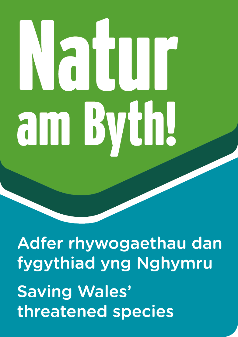 NaturAmByth's tweet image. Yr #WythnosNaturCymru hon, dysgwch am y rhywogaethau anhygoel rydyn ni'n ymladd i'w amddiffyn 🛡️
O ystlumod i wenyn, mae gan ein gwefan y stori lawn ar bob un o'r 67 rhywogaeth darged 🐝 🦇
Cofrestrwch am ein cylchlythyr am y diweddariadau👉orlo.uk/ybwXG
#NaturAmByth