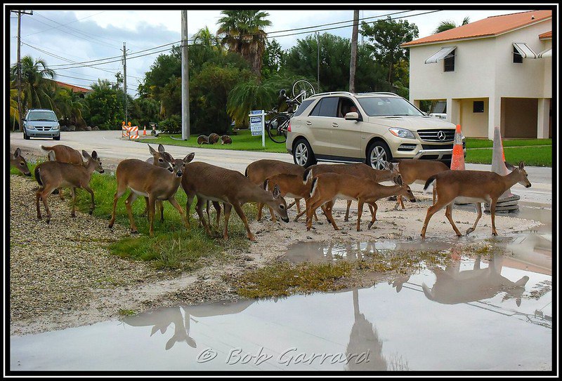 Why did the deer (plural) cross the road?