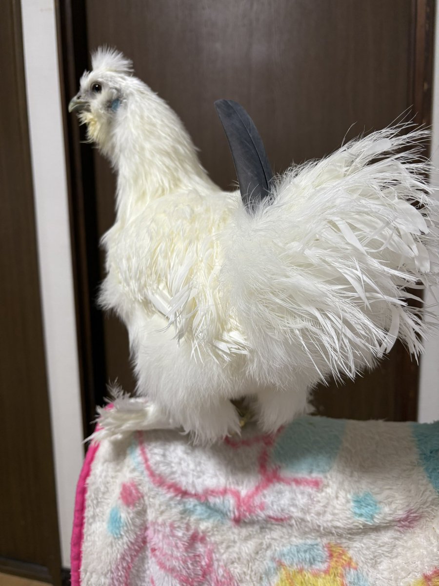 がるす。 (@gall_domesticus) on Twitter photo 