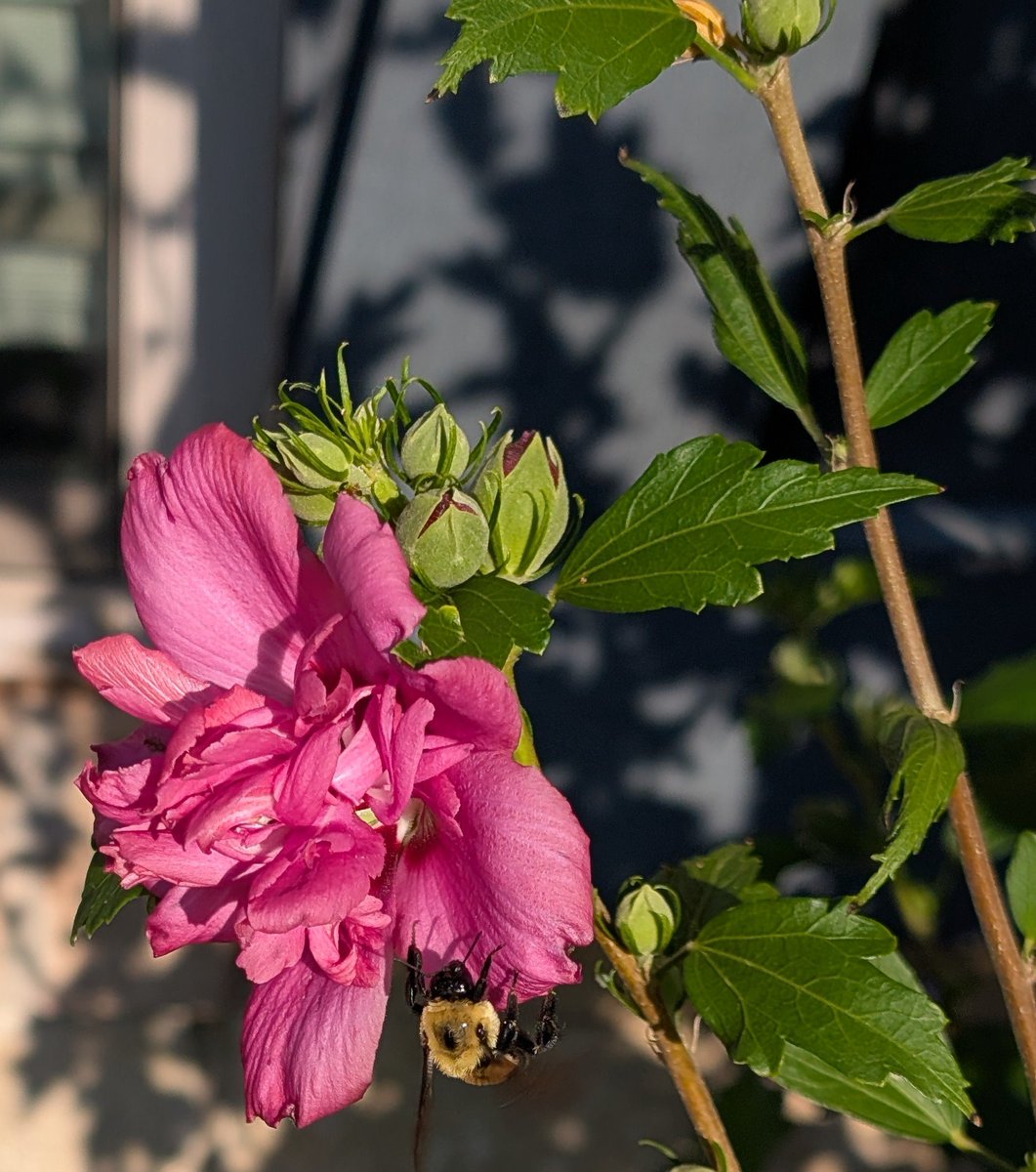 Be_U_Nique00's tweet image. The bees are very happy right now.
#garden #flowers #thursdaymorning #outdoor #bees #gardening #thursdaymotivation