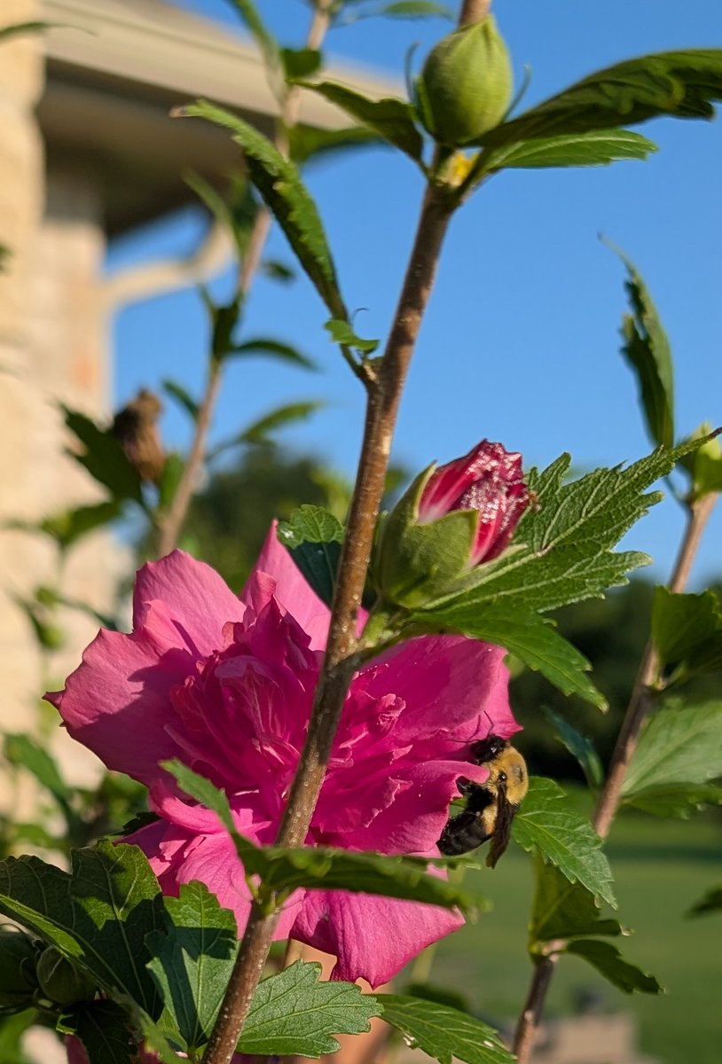 Be_U_Nique00's tweet image. The bees are very happy right now.
#garden #flowers #thursdaymorning #outdoor #bees #gardening #thursdaymotivation