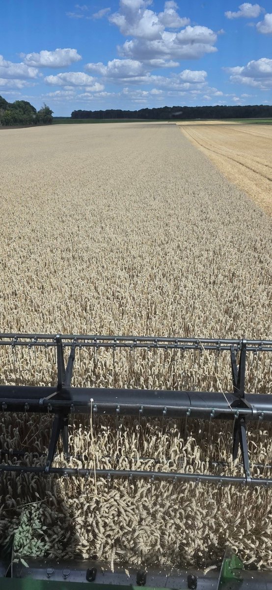 #blé à 3 chiffres au cœur de la #seineetmarne  mais qualité limite