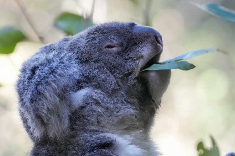 RealClearScience (@rcscience) on Twitter photo Koalas spend 10 minutes per day on the ground. "New research reveals that these brief terrestrial forays account for two-thirds of all recorded koala deaths, mostly from dog attacks and car strikes." via <a href="/ZMEScience/">ZME Science</a> realclearscience.com/2025/07/10/koa⦠Koalas spend 10 minutes per day on the ground. "New research reveals that these brief terrestrial forays account for two-thirds of all recorded koala deaths, mostly from dog attacks and car strikes." via <a href="/ZMEScience/">ZME Science</a> realclearscience.com/2025/07/10/koaā¦