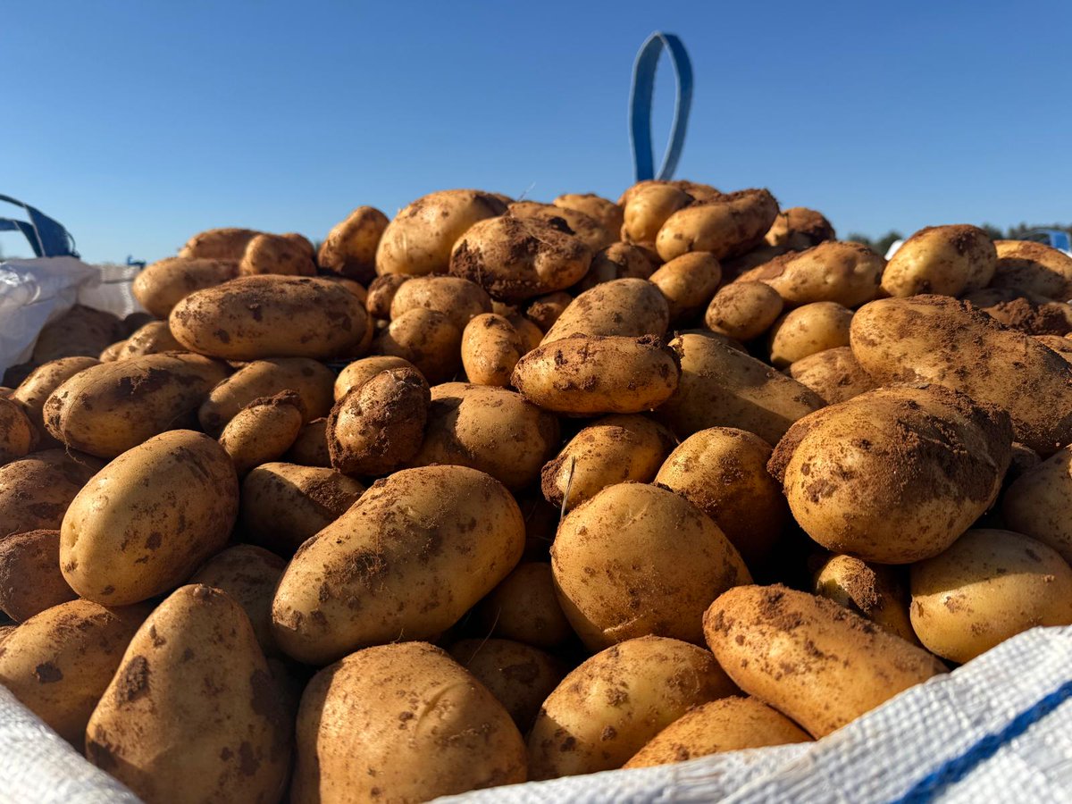 🥔✨ ¡Del campo a tu mesa, con tierra de verdad y sabor del bueno! ✨🥔 Así es como nos gusta mostraros nuestras #patatas: auténticas, recién recogidas y orgullosamente cubiertas de tierra. 🌞🚜

#PatatasLázaro