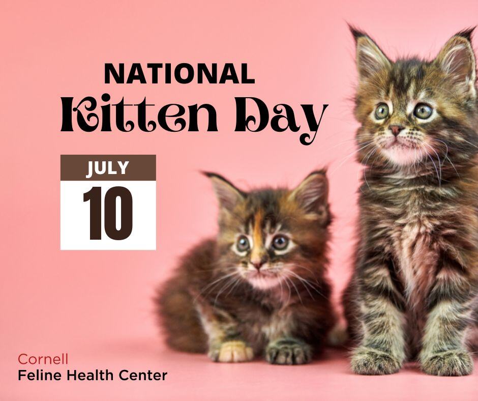Happy National Kitten Day!