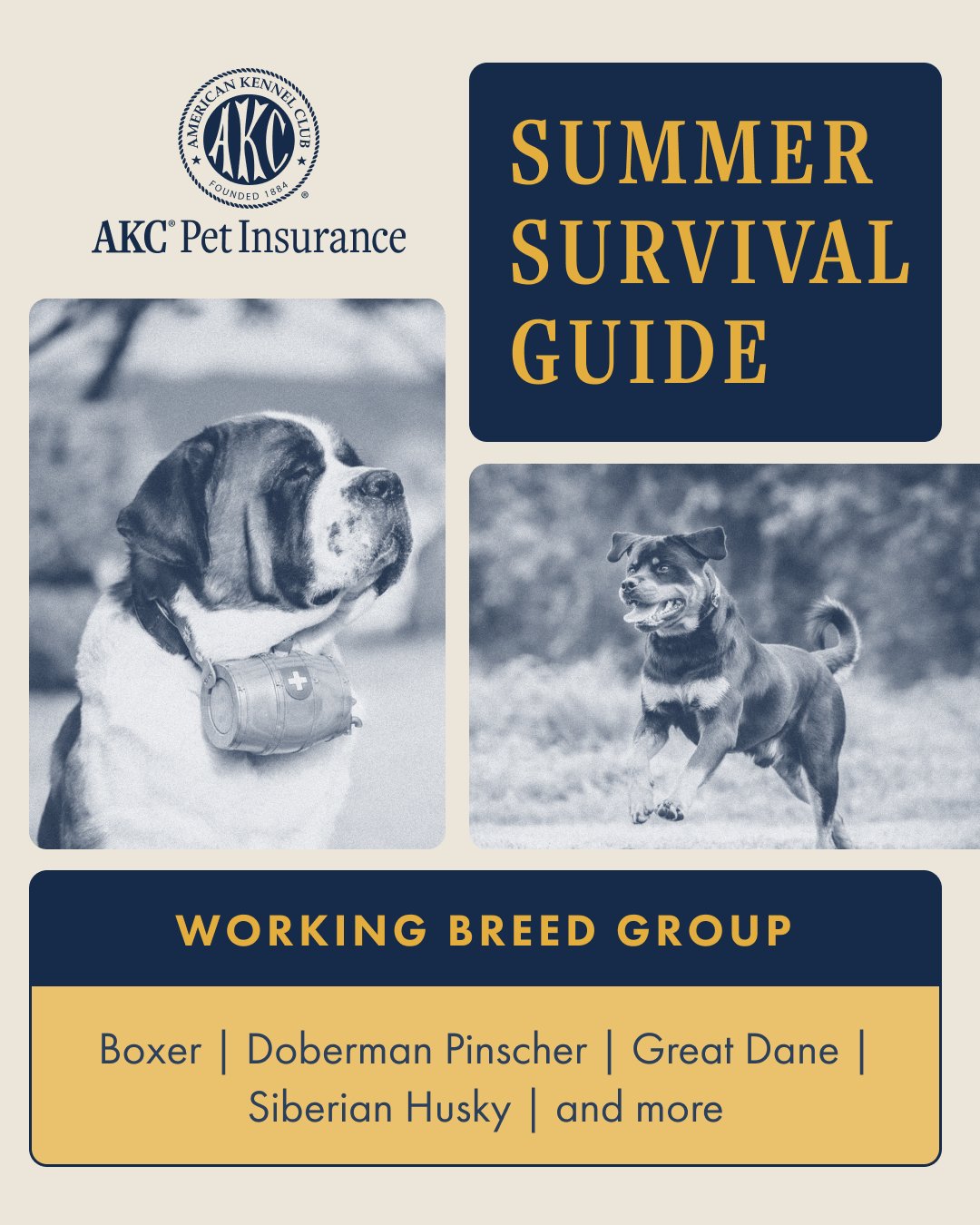 Working Dog Insurance: Protect Your Canine Asset