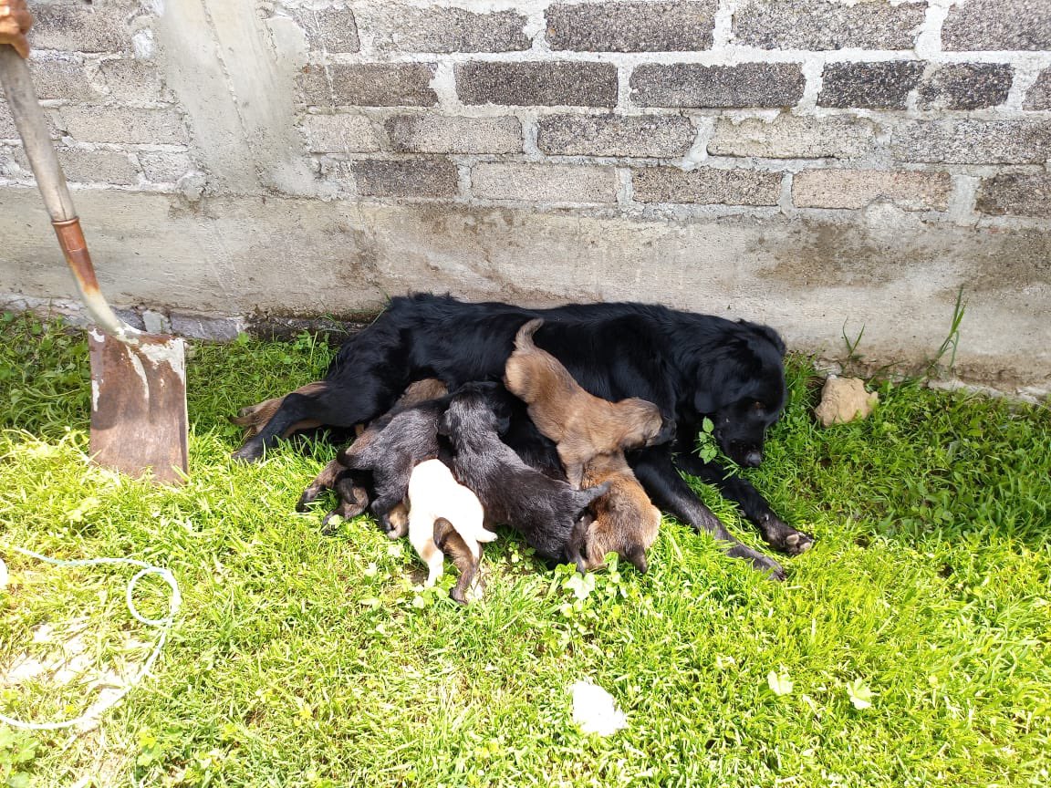 No sabemos cómo pedir ayuda sin que se nos rompa el alma… Son diez cachorritos inocentes y su mamá valiente, que les ha dado todo con lo poco que tiene. Hoy están a punto de perderlo todo. En los próximos días, si nadie los ayuda, acabarán en la calle… o en un antirrábico,